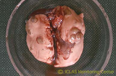 <i>C. kutscheri</i> 感染マウスの肺病変: 多発性小膿瘍