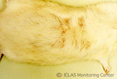 白癬菌自然感染ラットの皮膚病変: 不整形の被毛脱落 (脱毛) 、皮膚の紅斑