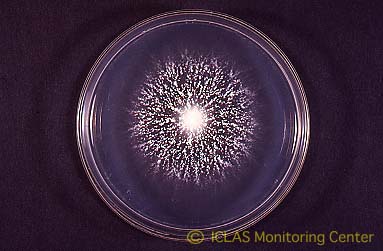 白癬菌のコロニー (ポテトデキストロース寒天培地、25℃、2週間培養)