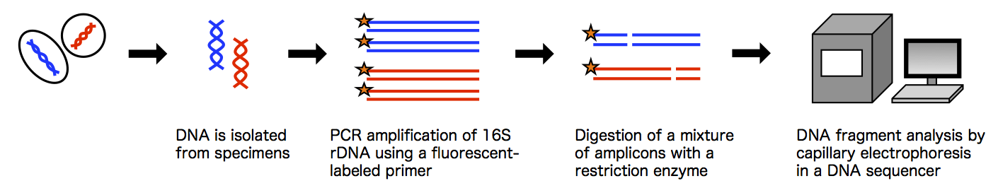 Principle of T-RFLP method