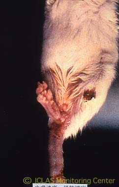 Ectromelia virus感染マウスの外観所見: 下腹部皮膚潰瘍、左後肢壊疽・脱落
