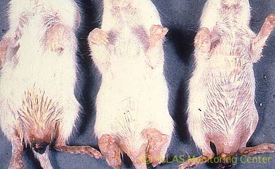 EDIM virus自然感染マウスの外観所見: 下痢、糞栓形成