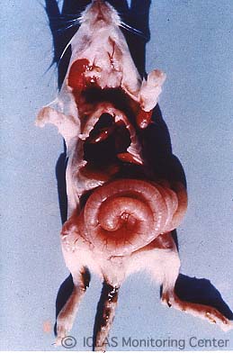 右: EDIM virus自然感染マウスの剖検所見: 小腸内に著しいガス貯留