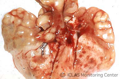 <i>M. pulmonis</i> 自然感染ラットの肺病変: 肺全葉に灰白色の結節性病変