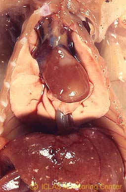 上: <i>C. piliforme</i> 実験感染ラットの剖検所見: 心筋壊死斑、肝細胞壊死斑 (肝白斑) 散在