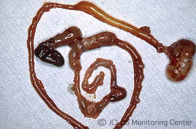 <i>C. piliforme</i> 実験感染ラットの腸管病変: 盲腸を中心に回腸下部と結腸上部において粘膜出血、腸管浮腫