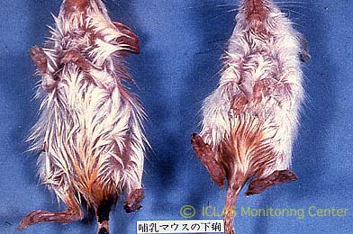 左: <i>C. rodentium</i> 感染マウスの外観所見: 被毛削剛、肛門周囲から下腹部の被毛が排泄物 (水様性下痢便) で汚れている