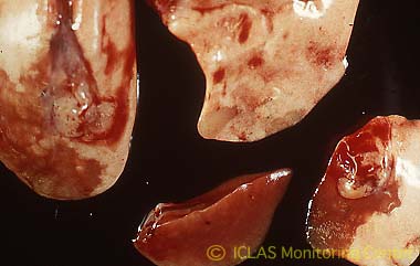 右: Sendai virus実験感染ラットの肺病変 (感染中期) : 境界明瞭な赤色充実性肝変化