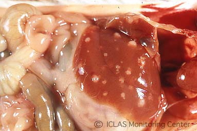 左: <i>C. kutscheri</i> 感染マウスの剖検所見: 肝臓における多発性小膿瘍