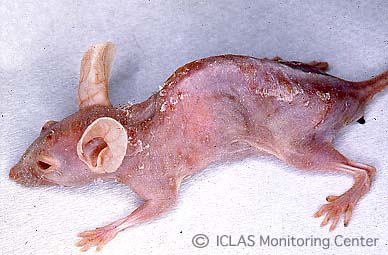 <i>Pneumocystis</i> 実験感染ヌードマウスの外観所見: 衰弱、削痩、チアノーゼ、背弯姿勢