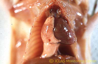 <i>Pneumocystis</i> 実験感染ヌードマウスの肺病変: 肺退縮異常、肺赤色変化