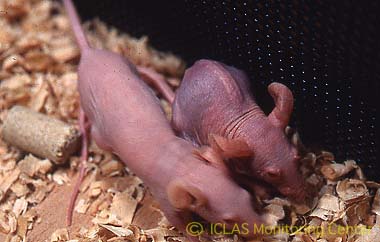 左: MHV自然感染ヌードマウスの外観所見 (写真右側マウスが感染マウス) : wasting syndrome (衰弱、削痩、背弯姿勢)