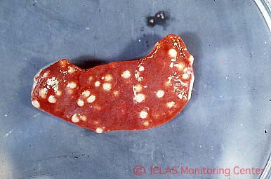 <i>Salmonella </i>感染モルモットの脾臓病変: 脾腫、チフス結節