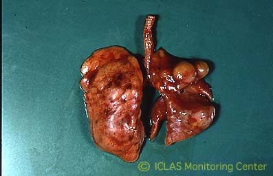 <i>B. bronchiseptica</i> 自然感染モルモットの肺病変: 肺全葉の赤色充実性肝変化 (化膿性気管支性肺炎)