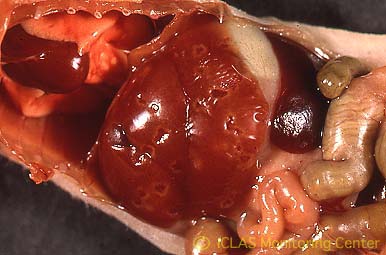 右: MHV感染マウスの剖検所見: 肝臓表面陥凹 (肝細胞壊死斑が融合) 、脾腫、腸管肥厚