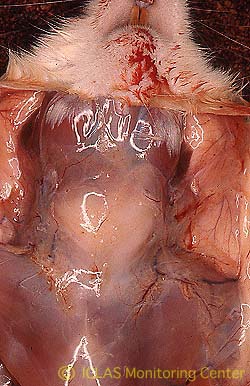 SDAV自然感染ラットの剖検所見: 頚部皮下のゼラチン様浮腫、下顎腺および下顎リンパ節腫大