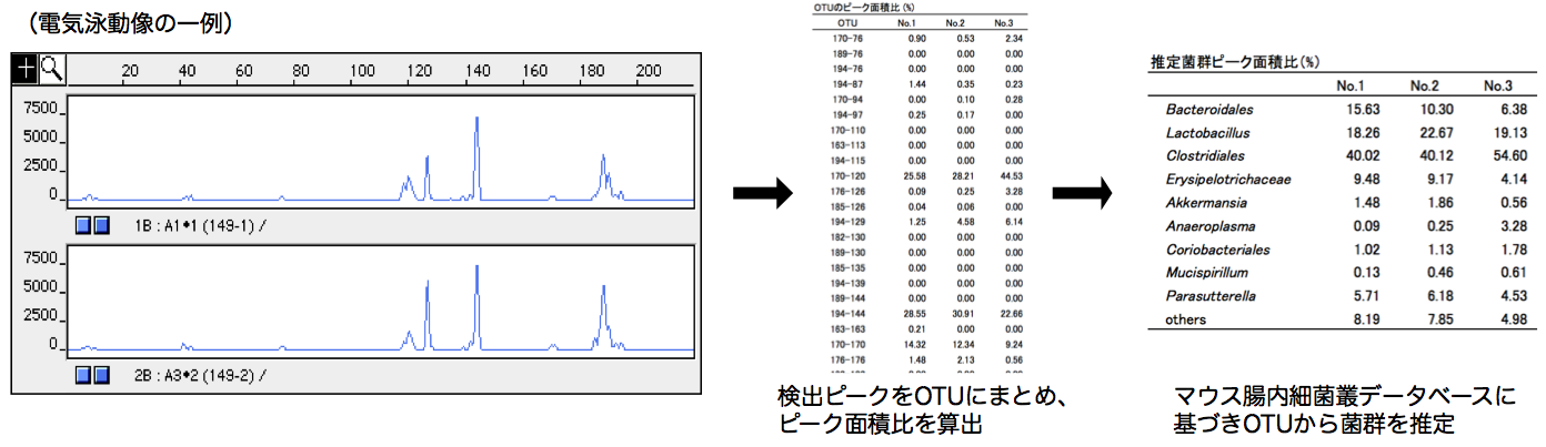 T-RFLPのキャピラリー電気泳動像、OTUのピーク面積比、推定菌群のピーク面積比