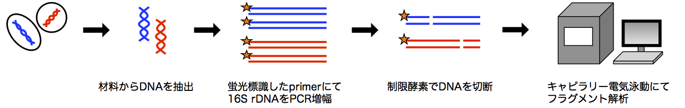 T-RFLP法の原理